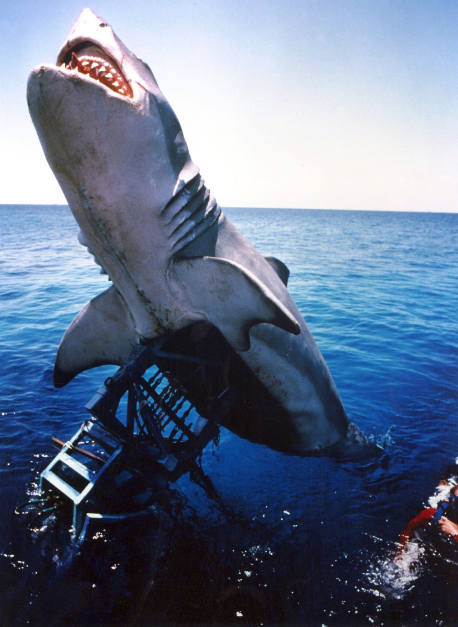 shark animatronic lifted out of water