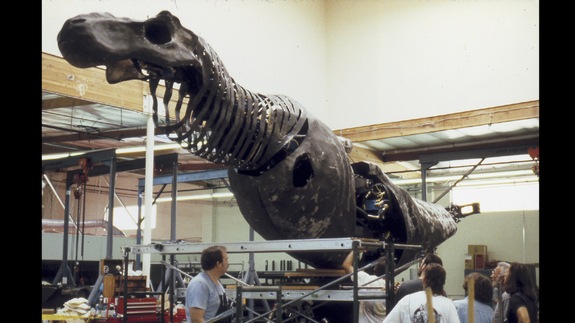 The early frame of the T-Rex skeleton, during hydraulic testing. The ceiling had to be removed and extended over fifteen feet in order to allow full vertical movement of the creature.